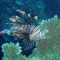 Onderwaterwereld Great Barrier Reef